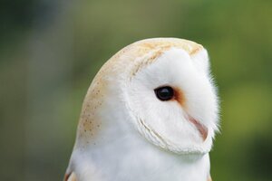 Gros plan sur la tête d'une chouette effraie vue de profil.