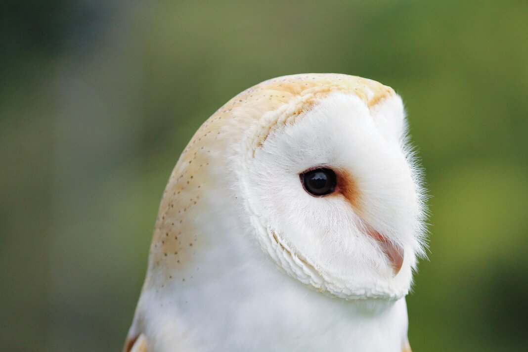 Gros plan sur la tête d'une chouette effraie vue de profil.