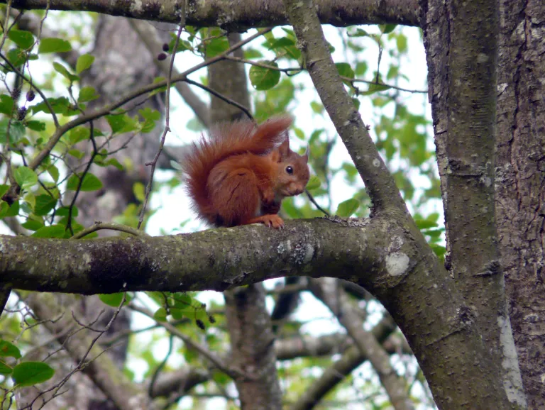 Écureuil roux assis sur une branche.