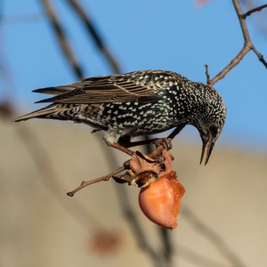 Étourneau sansonnet sur un fruit en train de le picorer