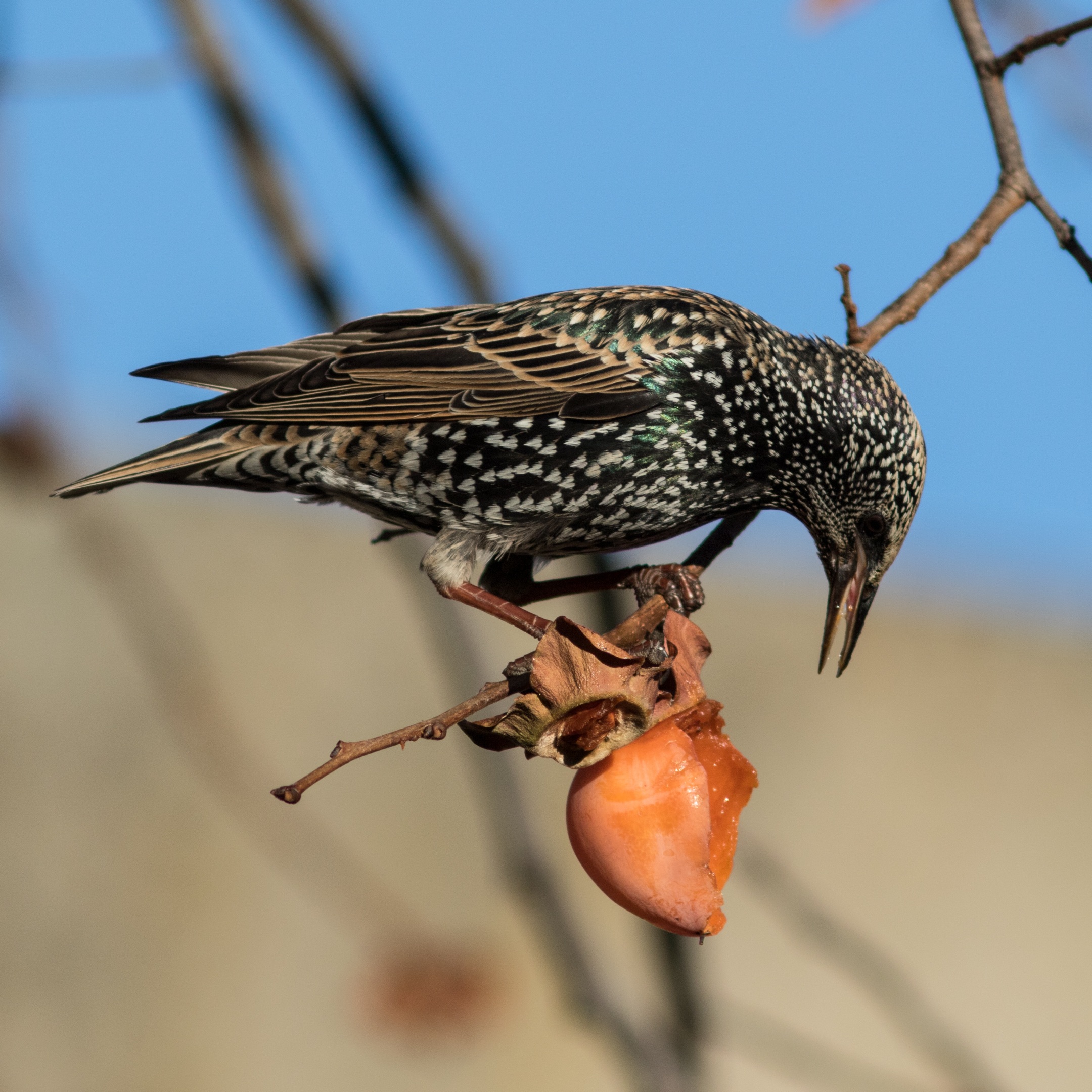 Étourneau sansonnet sur un fruit en train de le picorer