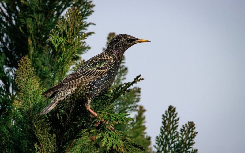 Étourneau sansonnet posé sur l'extrémité d'une branche de sapin.