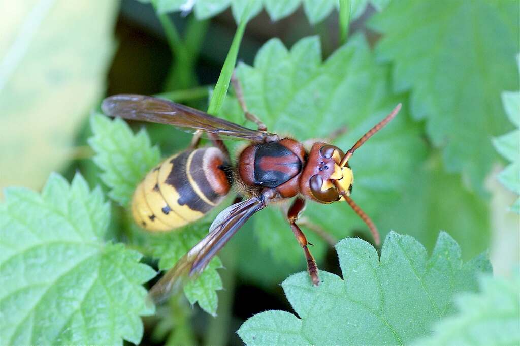 Frelon européen vu de dessus, posé sur des feuilles.