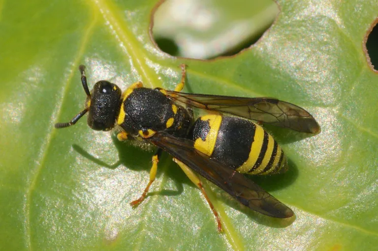Guêpe maçonne, ancistrocerus nigricornis, vue de dessus.