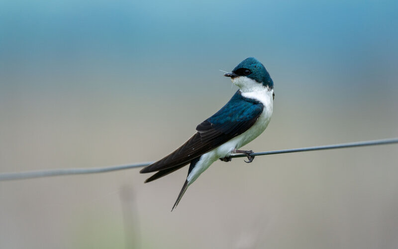 Hirondelle de fenêtre posée sur un fil.