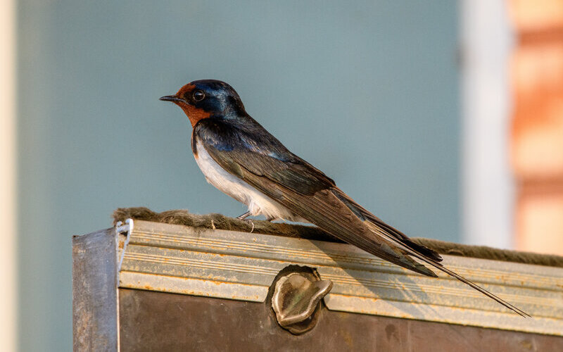 Hirondelle rustique