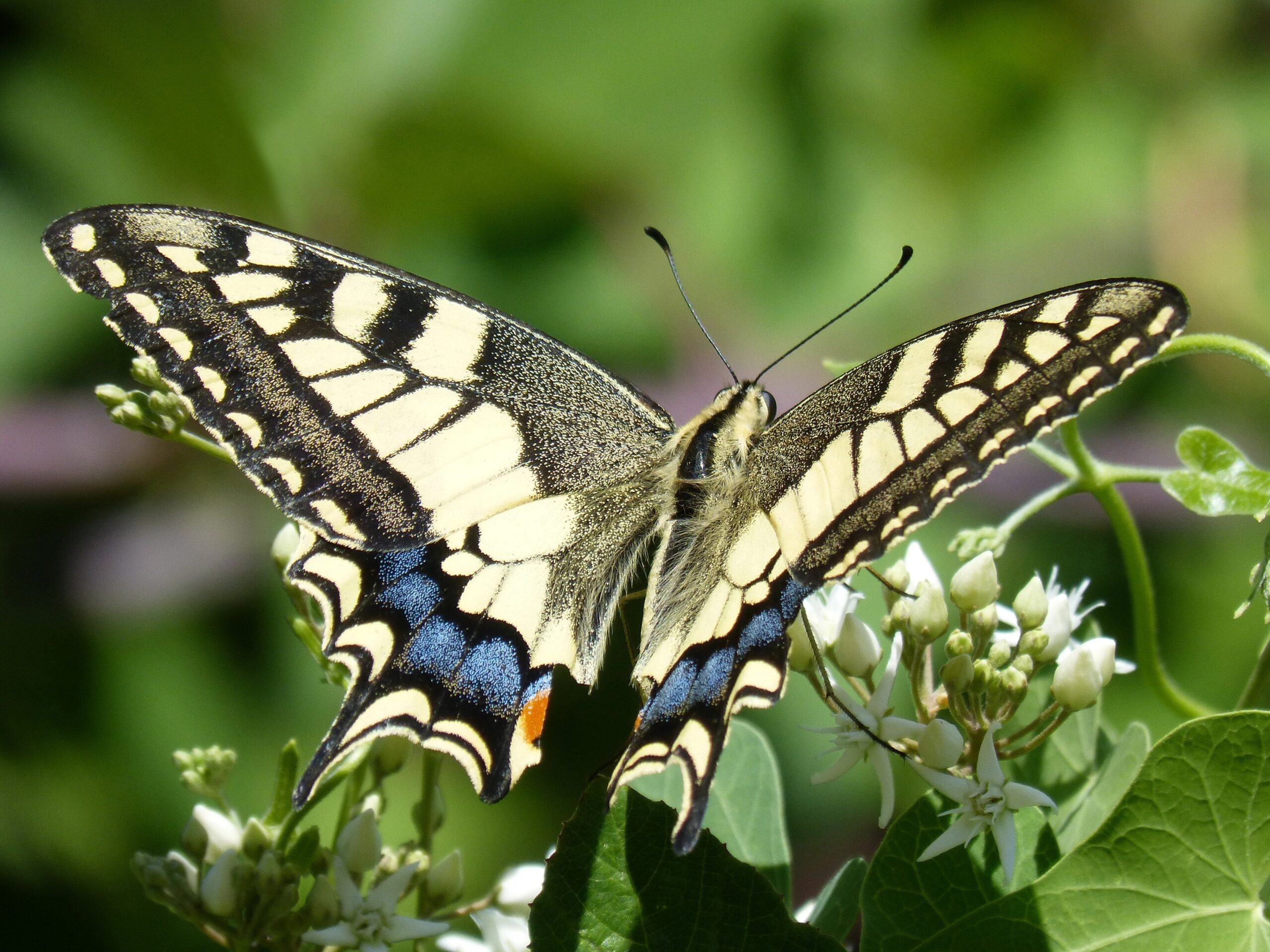 Papillon macaon vu de dos, ailes dépoloyées.