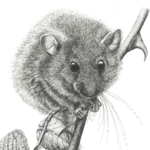 Dessin au trait d'un muscardin sur une branche de ronce.