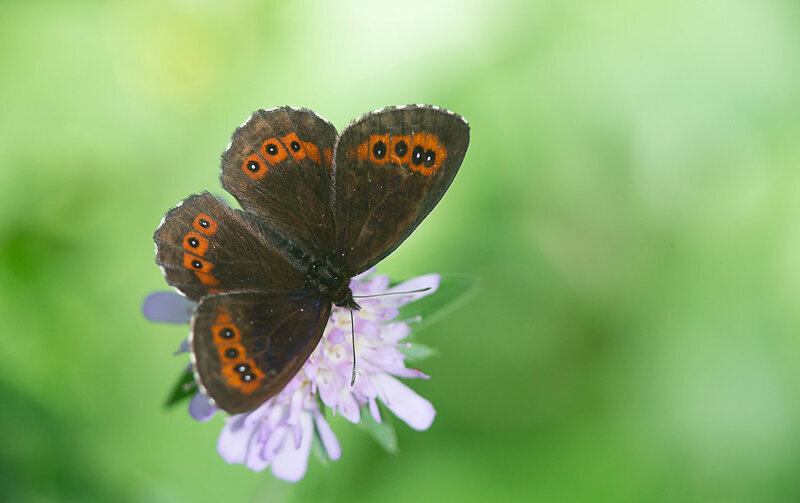 Papillon Erebia ligea posé sur une fleur mauve.