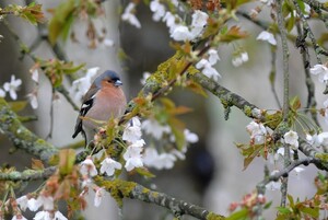 Pinson des arbres posé dans un cerisier en fleurs.