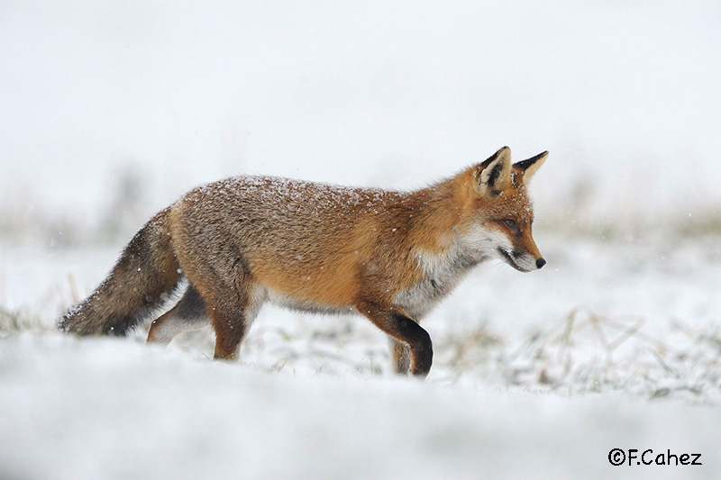 Renard de profil, debout une patte en l'air, dans un paysage enneigé.