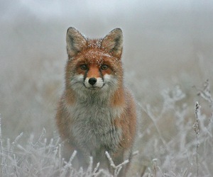 Renard vu de face dans un paysage givré avec quelques flocons de neige sur le haut de la tête.