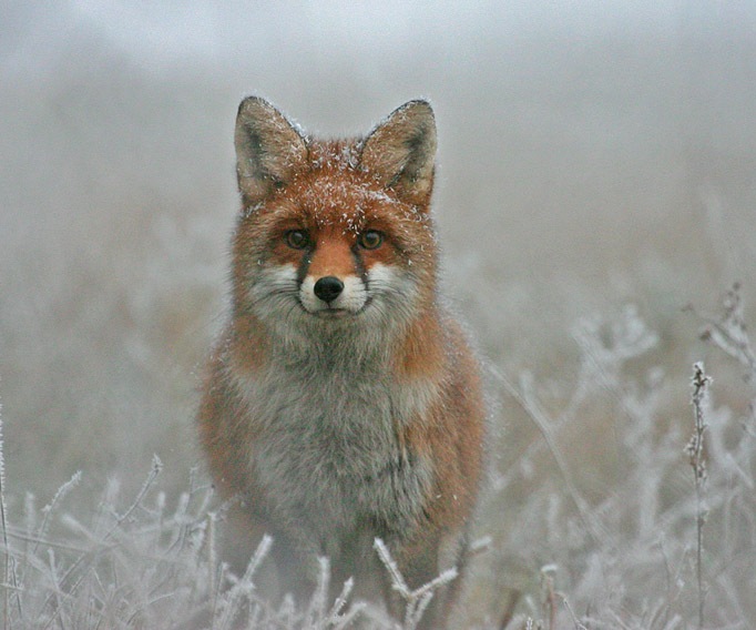 Renard vu de face dans un paysage givré avec quelques flocons de neige sur le haut de la tête.