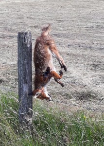 Renard mort exposé pendu par la queue accroché aux barbelés d'une clôture.