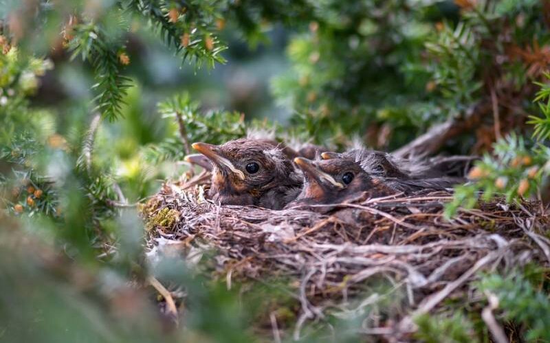 Nid d'oiseaux duquel émerge la tête de plusieurs oisillons.