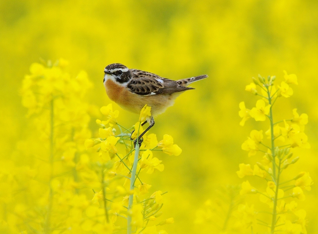 Tarier des prés posé sur une fleur de moutarde.