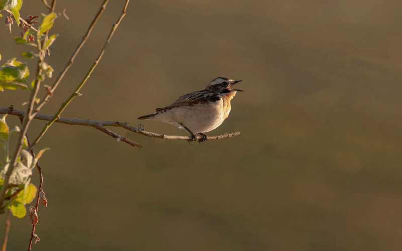 Tarier des prés posé sur une branche, bec ouvert.
