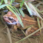 Grenouille rousse vue en gros plan