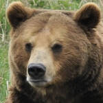 Gros plan sur la tête d'un ours brun.
