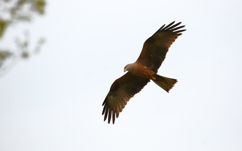 Sortie Eurobirdwatch 2026
