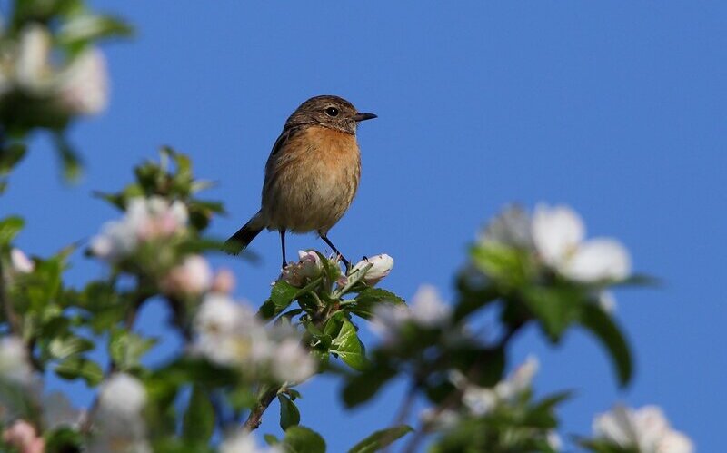 Sortie À la découverte des oiseaux du parc du Cours et de la Moselle