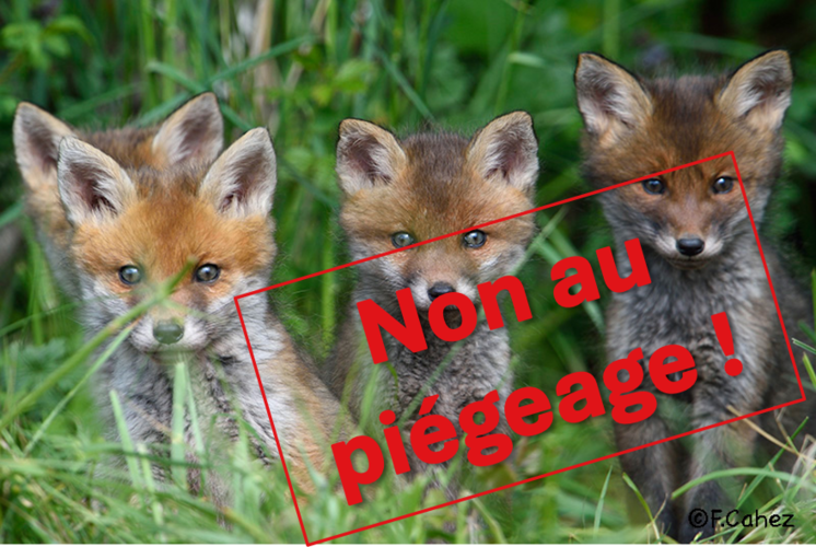 renardeaux-assis-non-piegeage-cahez Renardeaux assis dans l'herbe avec texte Non au piégeage.