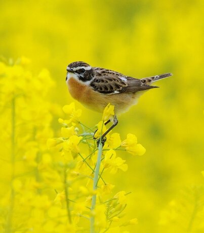Tarier des prés posé sur une fleur de colza.